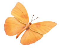 Obrázek motýla